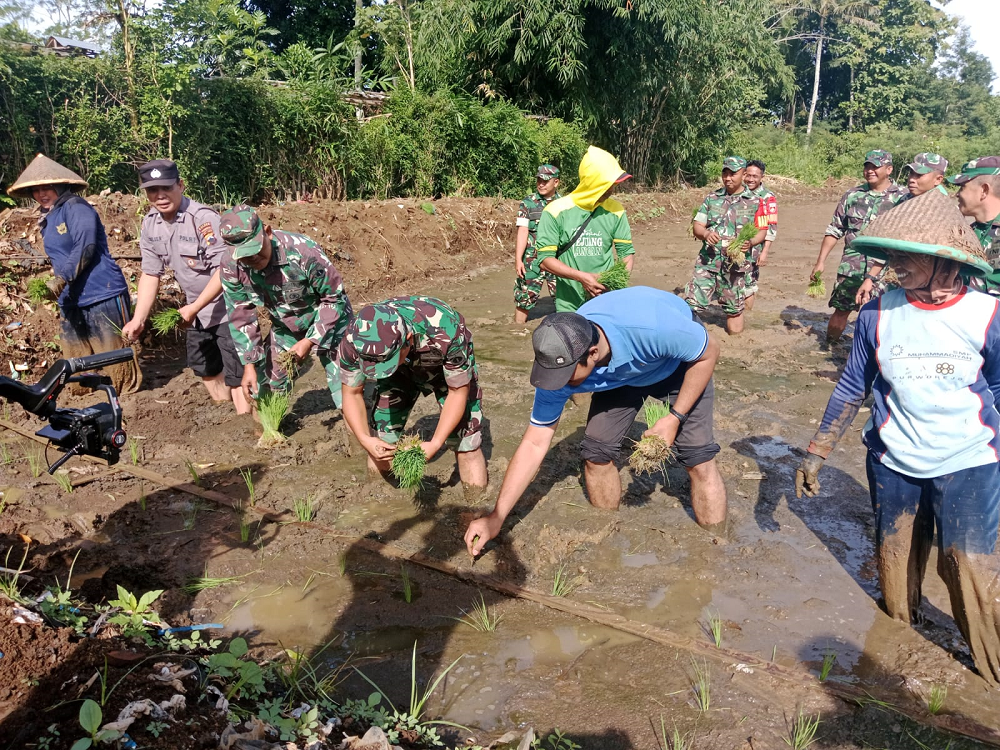 Camat Bayan Tanam Padi Mikongga di Desa Kalimiru