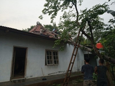 EVAKUASI POHON TUMBANG HINGGA DINI HARI